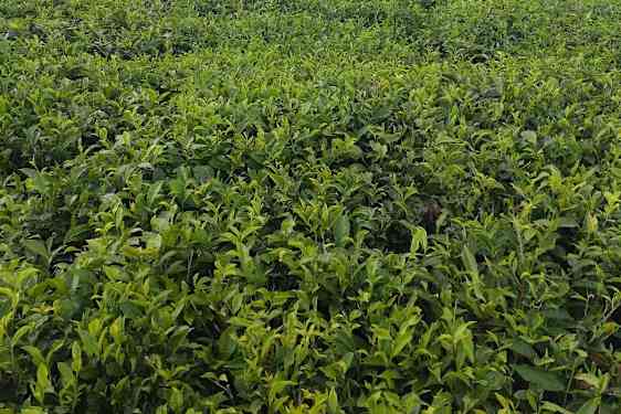 Teplantasje på Mauritius