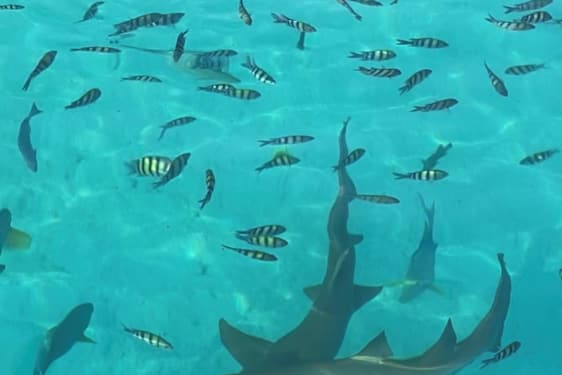 Haier og fisk i turkisblått hav