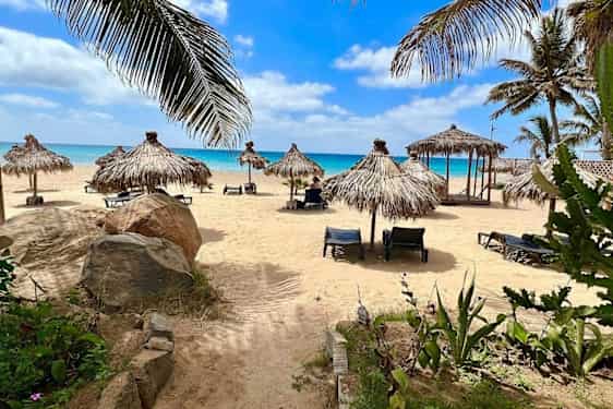 Palmerik strand på Kapp Verde med solsenger och turkis hav och skyfri himmel