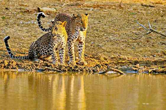 Leoparder i Yala National Park