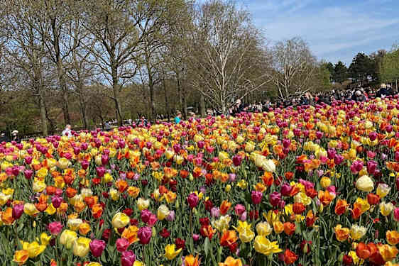 En eng av fargerike tettstående tulipaner.