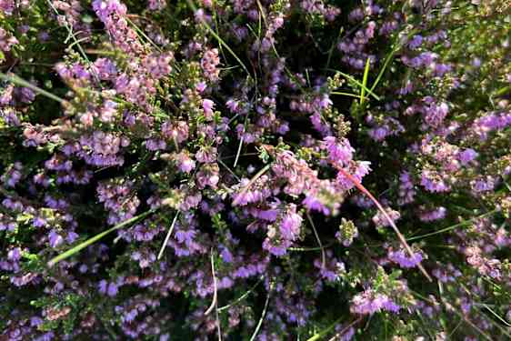 Blommor