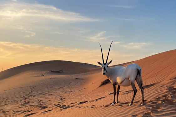 Al Wadi-ørkenen