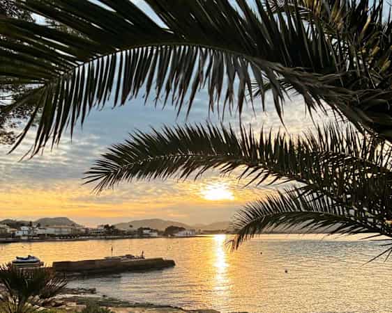 almer og havutsikt i kveldssol på Mallorca