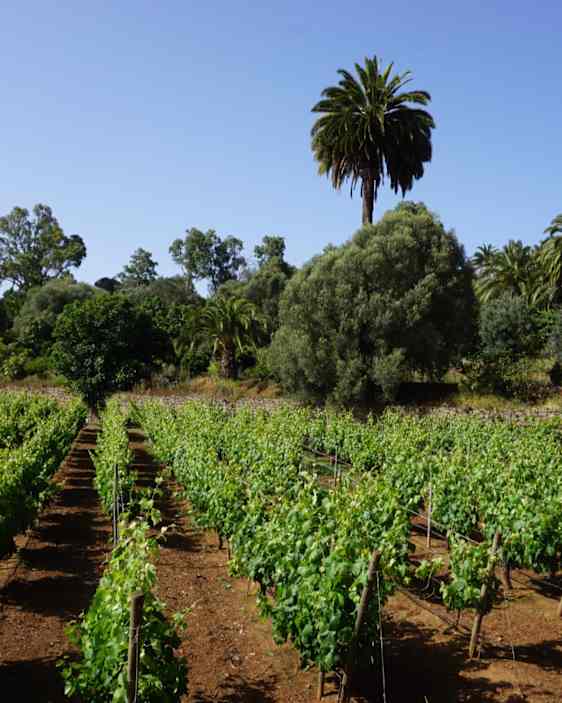 Santa Brígida Winery