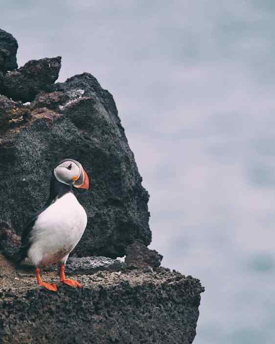 Lundefugl. Foto: Unsplash