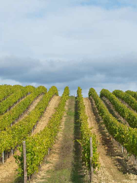Vinrankor