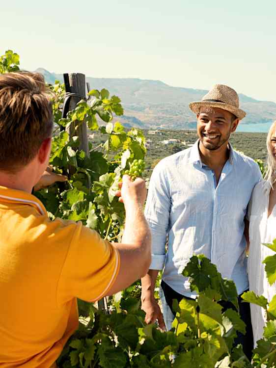 Ving-guide viser et par rundt blant vinrankene