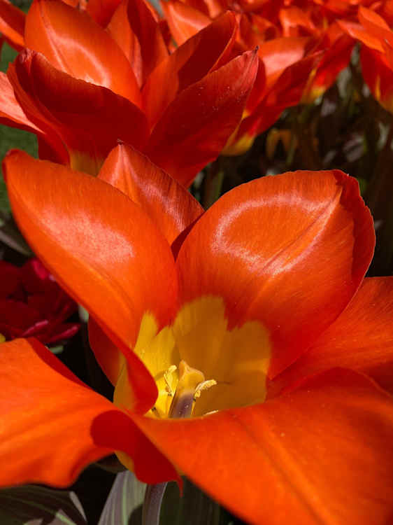 Et nærbilde av store oransjerøde tulipaner med gule partier innerst i blomstene.