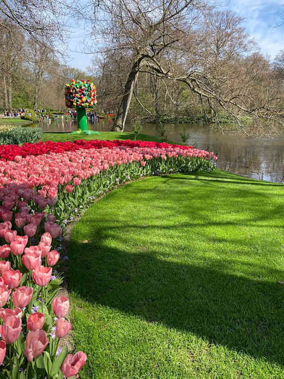 En grønn gressplen med en bred bue av rosa og røde tulipaner, med et lite vann og trær i bakgrunnen.