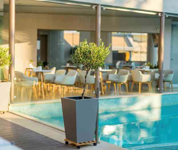 Liten olivtre i potte ved et basseng, med stoler og bord i bakgrunnen. (AI-generert tekst)