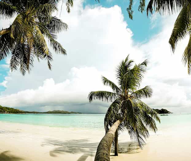 En strand med hvit sand og palmer ved et turkis hav under en klar blå himmel. (AI-generert tekst)