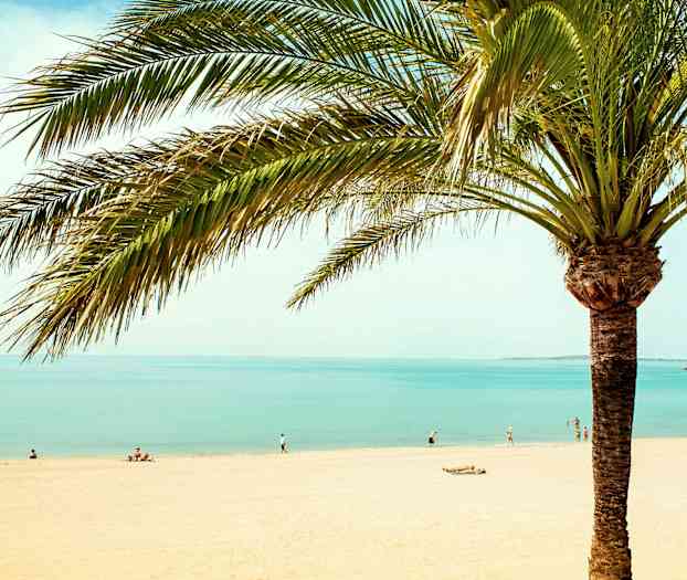 En palme ved en strand med mennesker og hav i bakgrunnen. (AI-generert tekst)