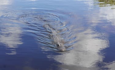 Alligator i Everglades