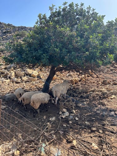 Sau som står i skyggen på Kreta