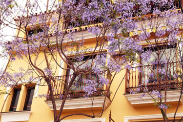 Malaga - huse og blomster på træer