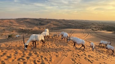 Den arabiske Oryx-antilope kan oppleves i Al Wadi-ørkenen