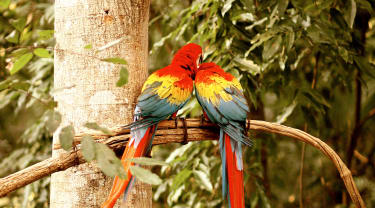 To papegøyer sitter i et tre