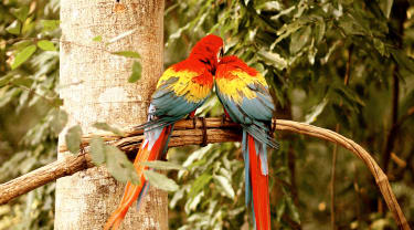 To papegøyer sitter i et tre