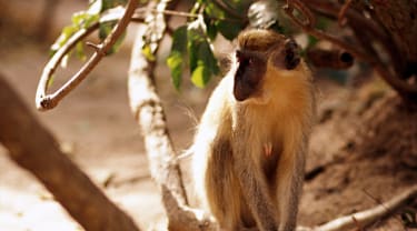 En apekatt sitter på en grein