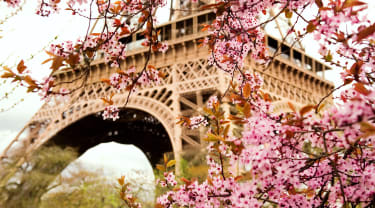 Kirsebærblomster og Eiffeltårnet