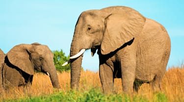 To elefanter går på en slette