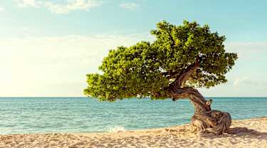 Aruba