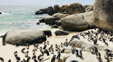 Pingviner på Boulders Beach