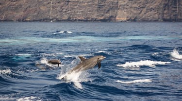 Delfiner som svømmer i havet