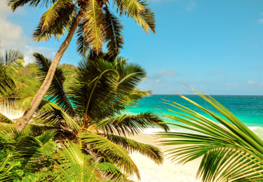Strand skimtes bak palmer på Seychellene