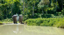 Phuket Elephant Sanctuary – formiddag