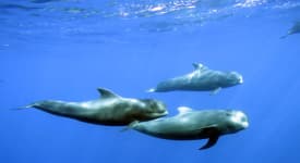 Glassbunnbåten Royal Dolphin - fra Puerto de la Cruz