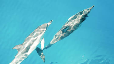 Ønsk dagen velkommen sammen med delfinene