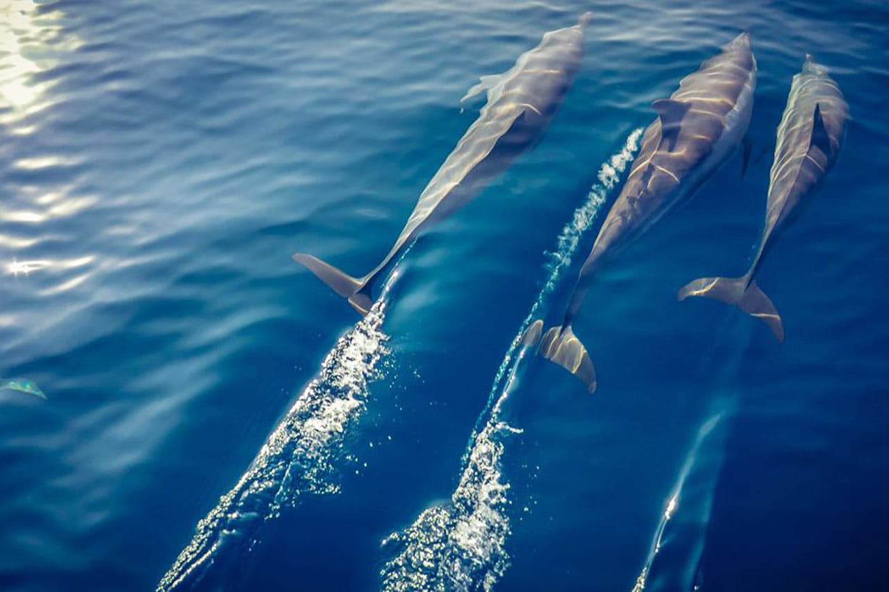 Bli med på en båtutflukt så har du sjansen til å se delfiner