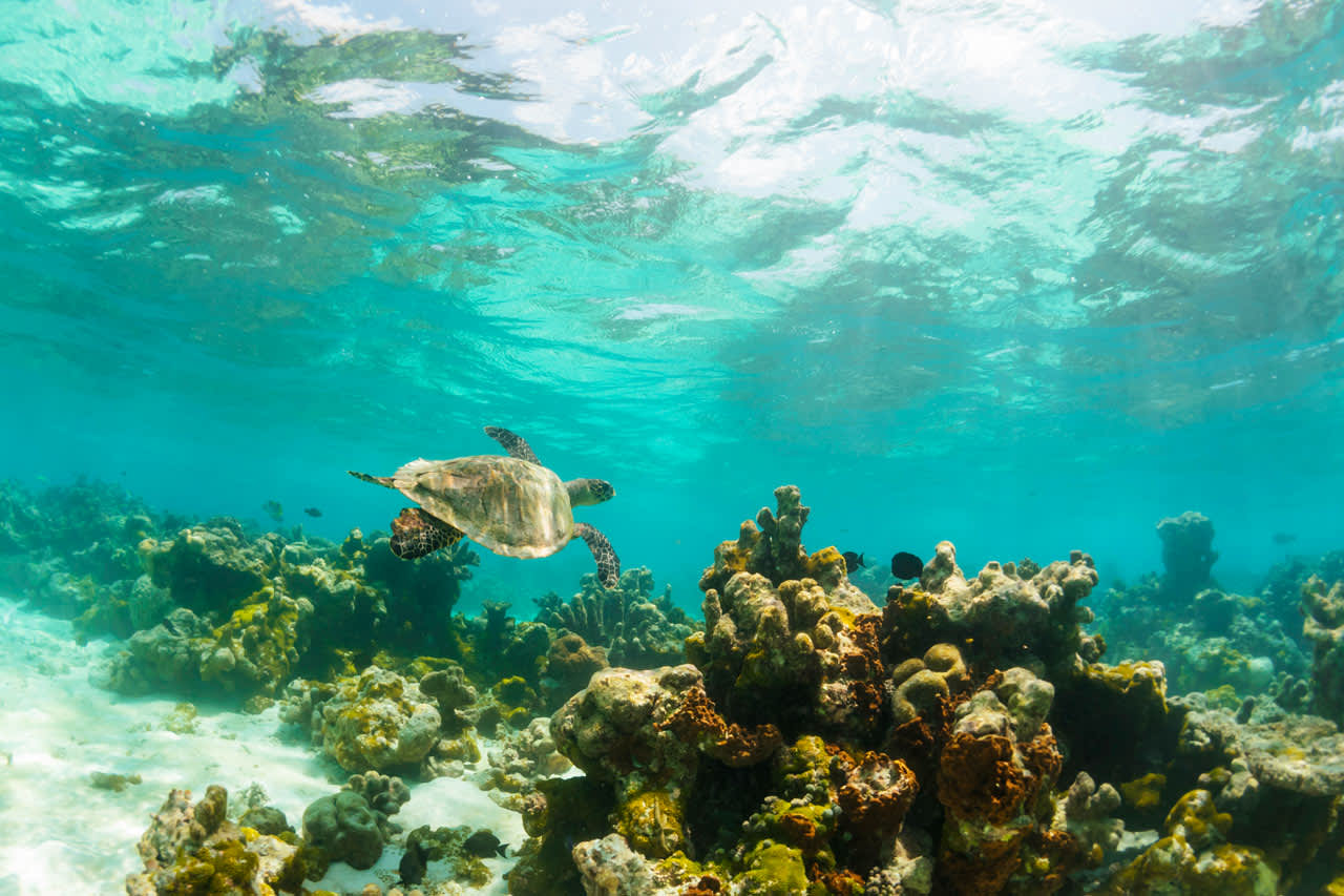 Maldivenes verden under vann