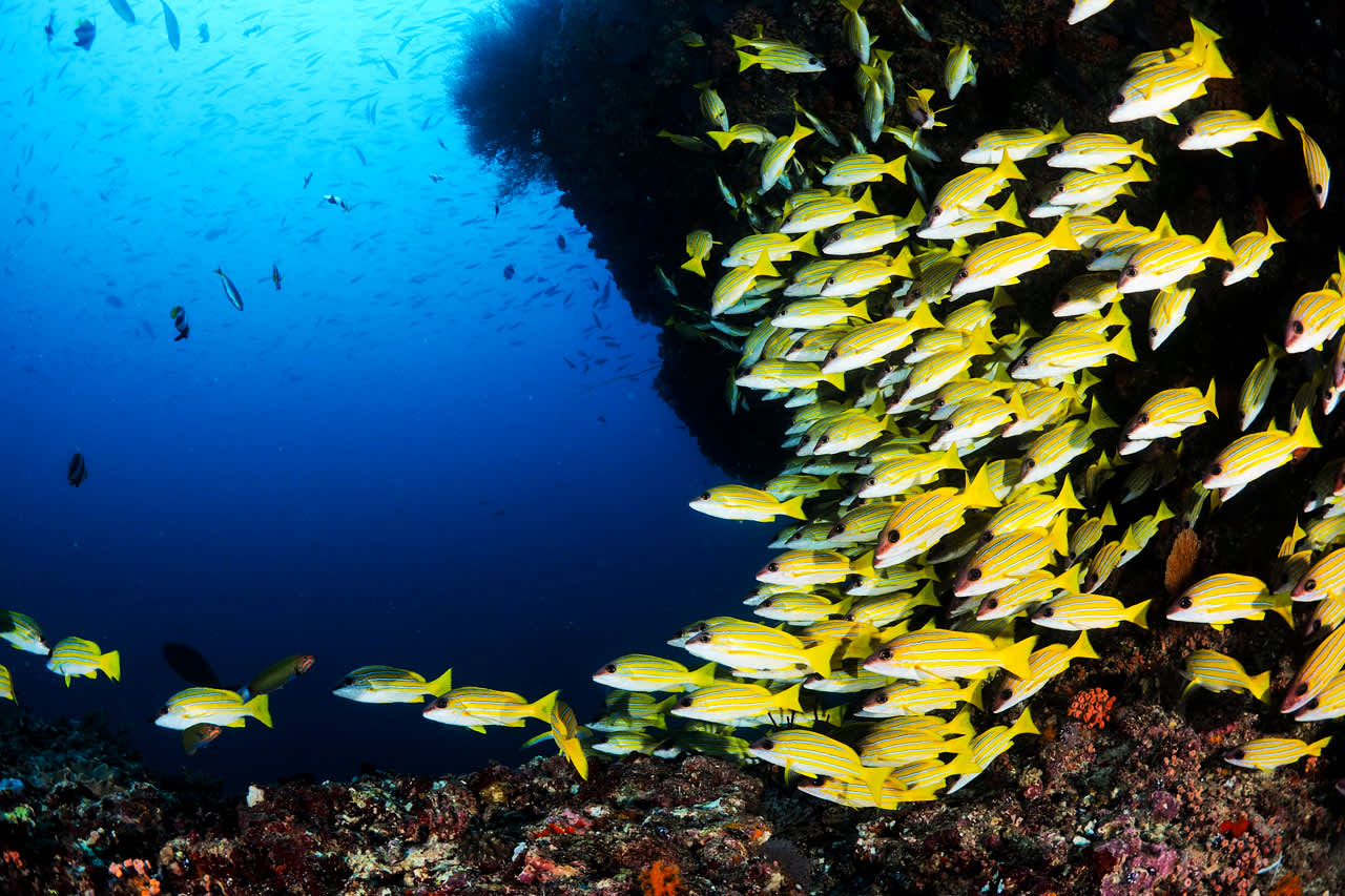 Rundt hotellet finner du et imponerende korallrev hvor du kan se hundrevis av forskjellige fisker og havdyr i deres naturlige miljø