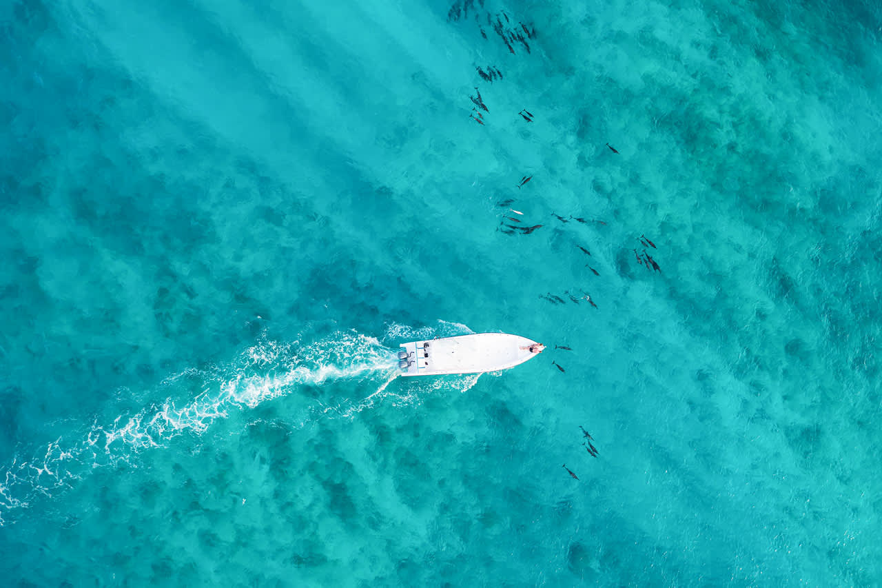 Dra på båtutflukt og få muligheten til å se delfiner