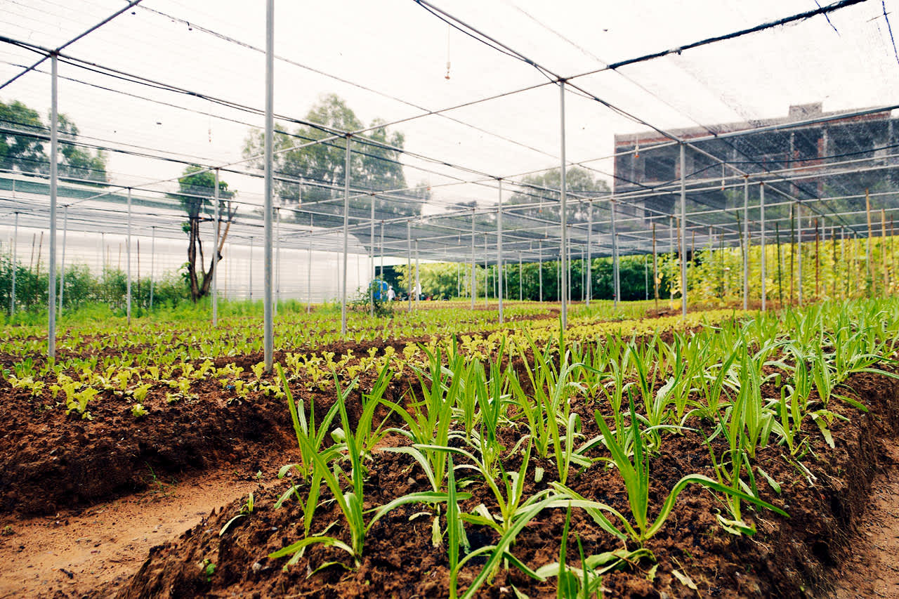 La Veranda Resort har en urtehage hvor man dyrker forskjellige grønnsaker