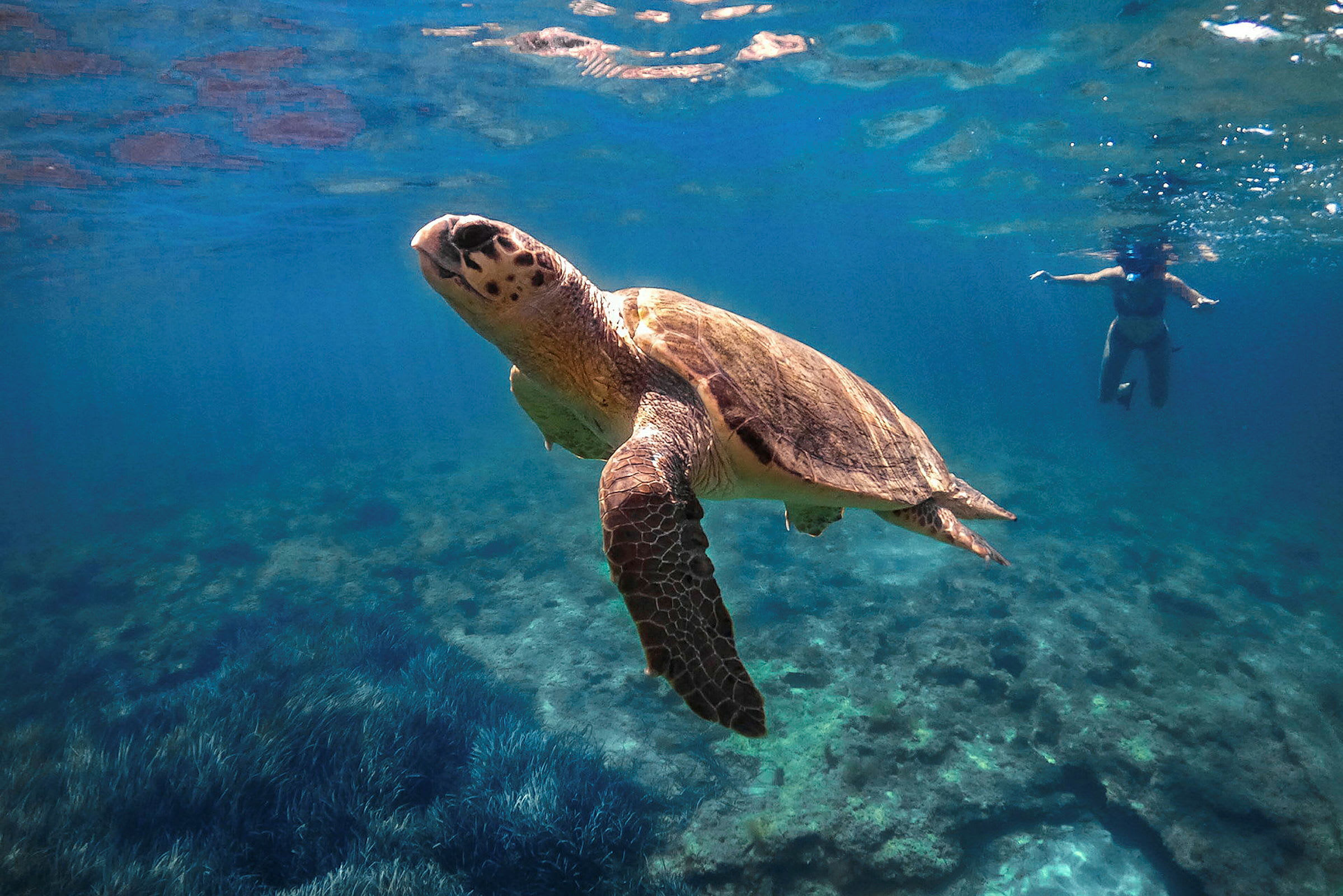 En havskilpadde svømmer i klart vann med havbunnen synlig under, mens en svømmer med snorkel er i bakgrunnen. (AI-generert tekst)