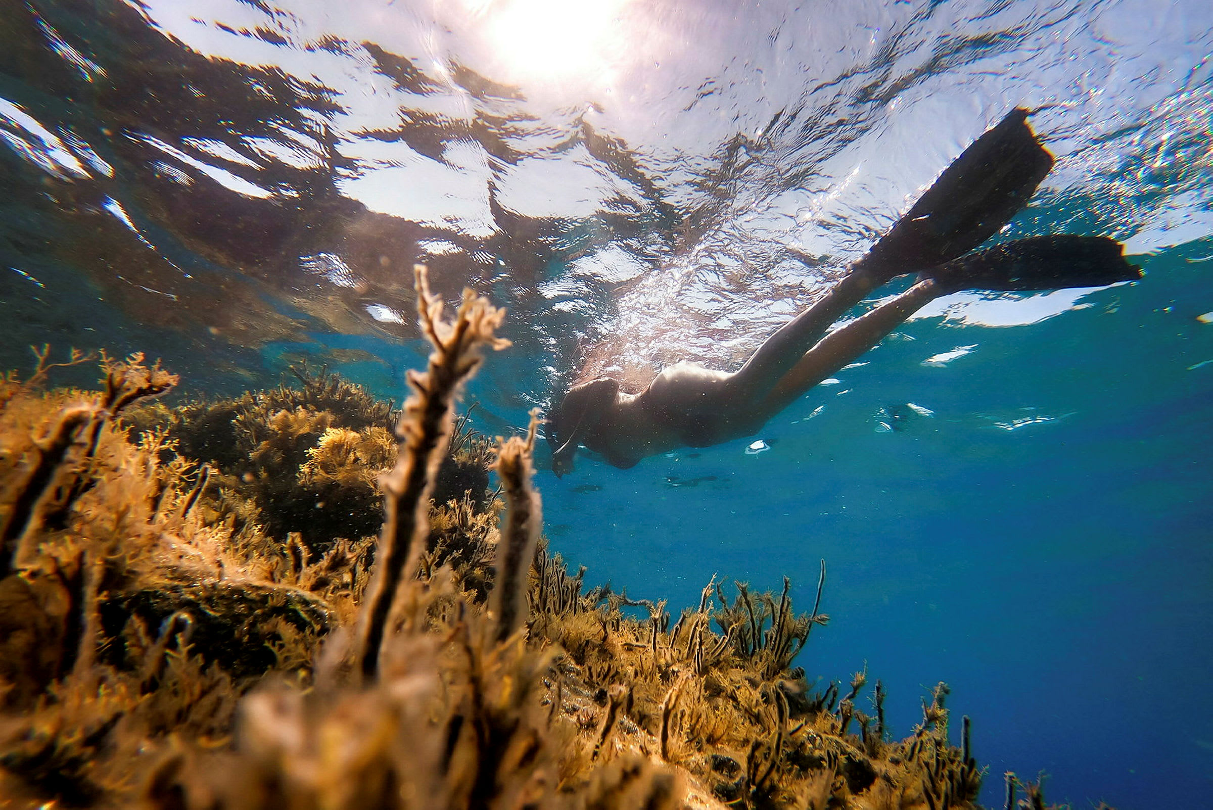 En person snorkler over korallrev under vannoverflaten. (AI-generert tekst)