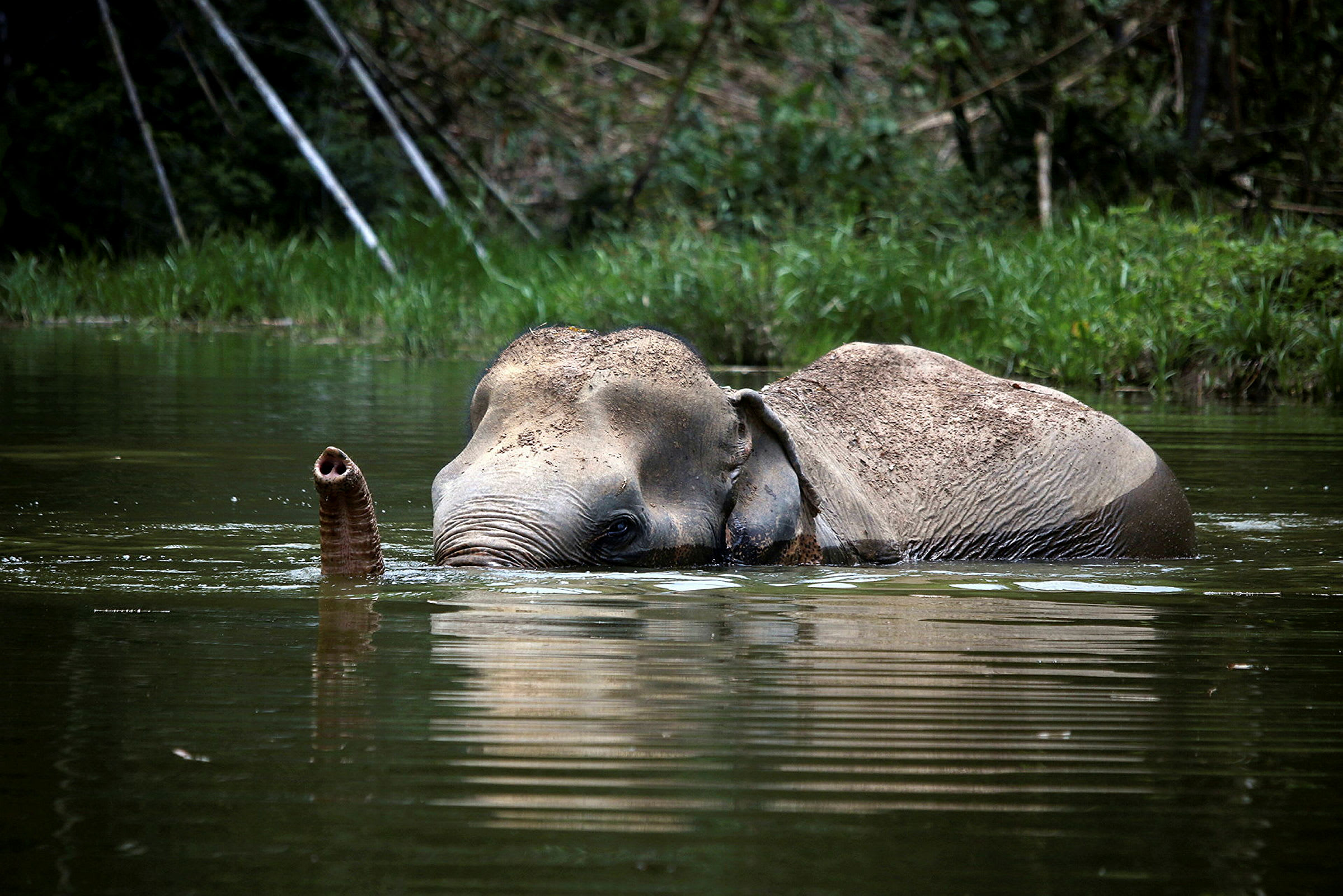 En elefant bader i vann med snabelen over vannflaten. (AI-generert tekst)