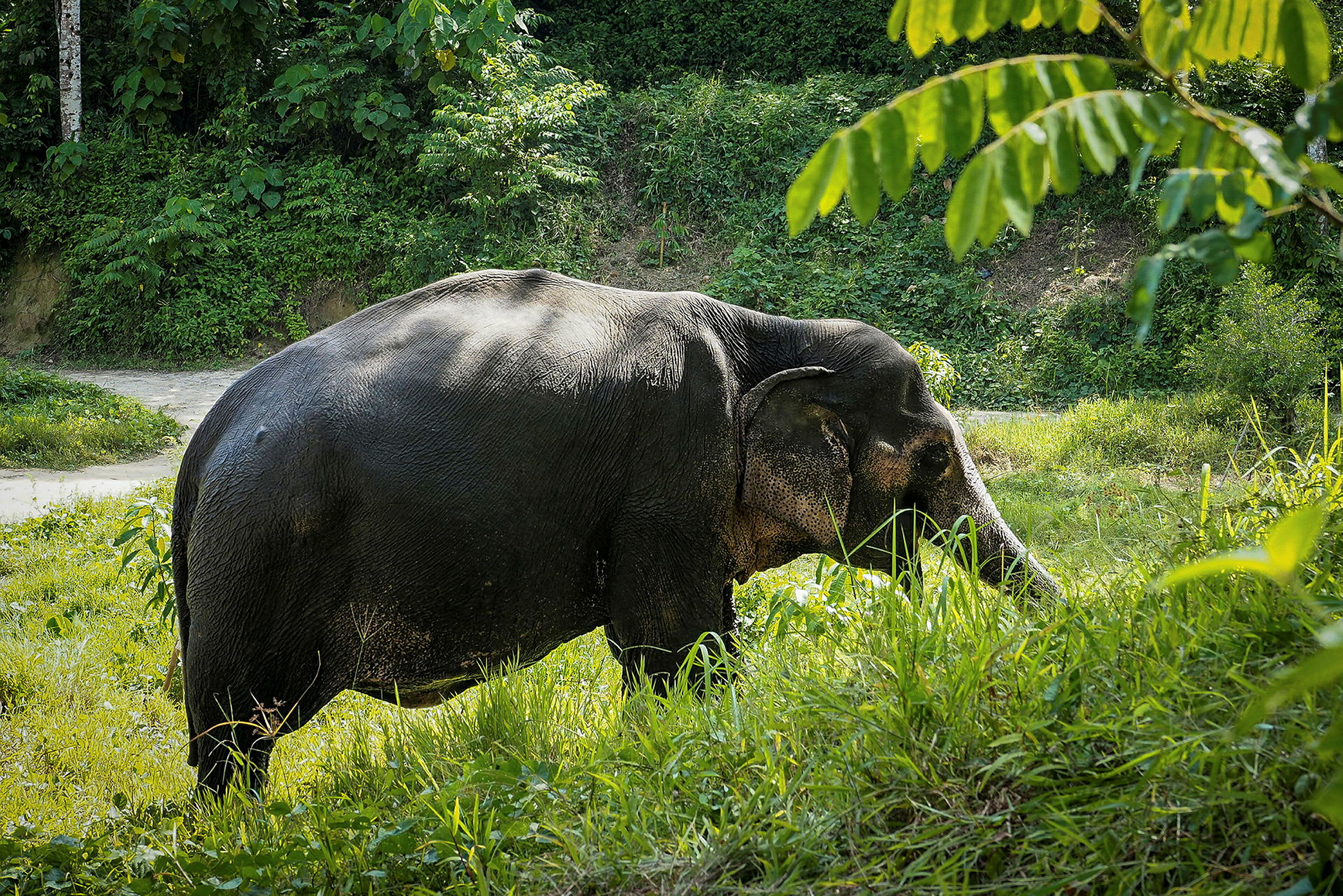 En elefant beiter i frodig vegetasjon. (AI-generert tekst)