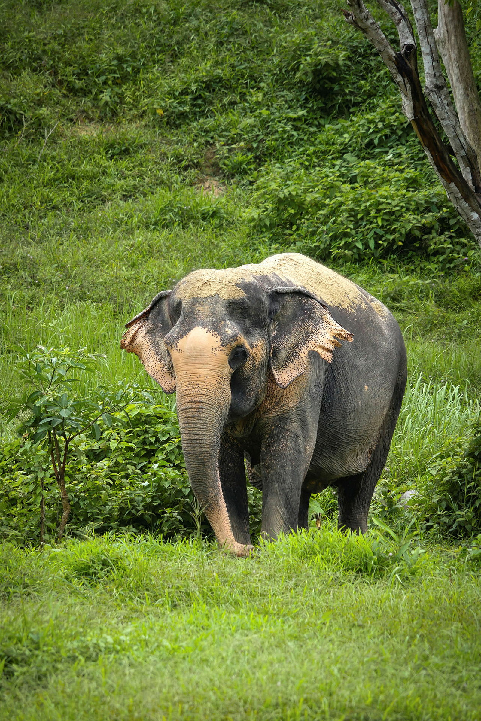 En elefant står på en grønn gresslette. (AI-generert tekst)