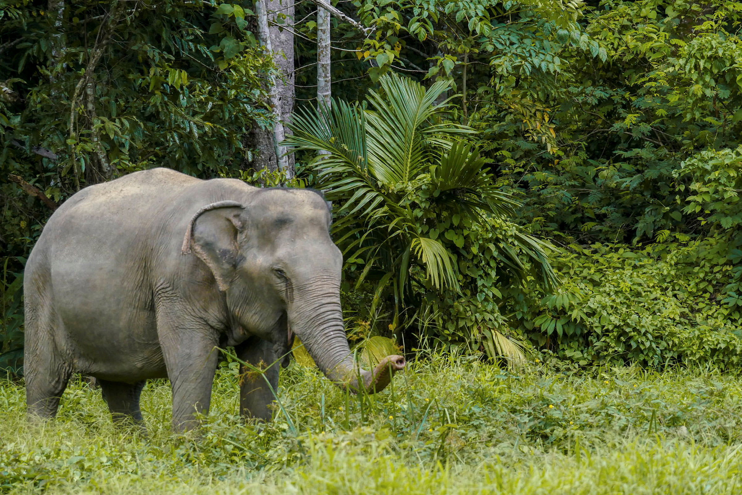 Bilde av en elefant i en grønnskog. (AI-generert tekst)