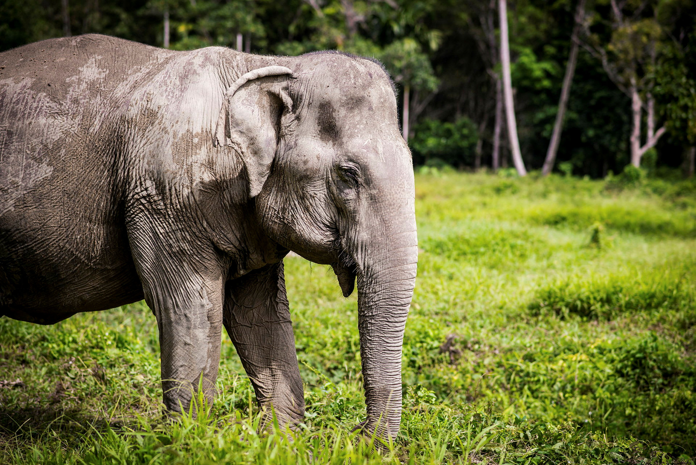 En elefant som står på en grønn gresslette omgitt av trær. (AI-generert tekst)
