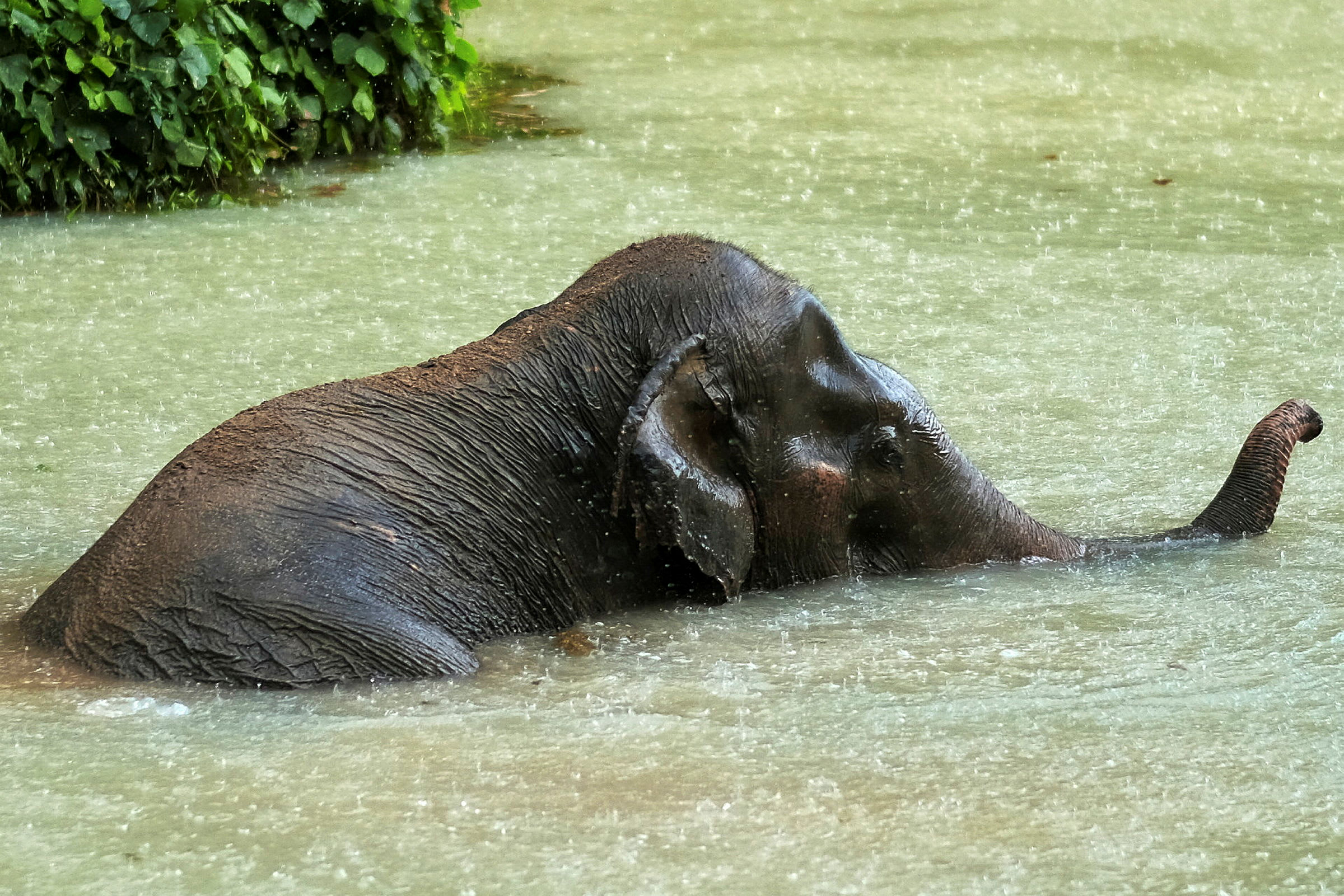 En elefant bader i vann. (AI-generert tekst)