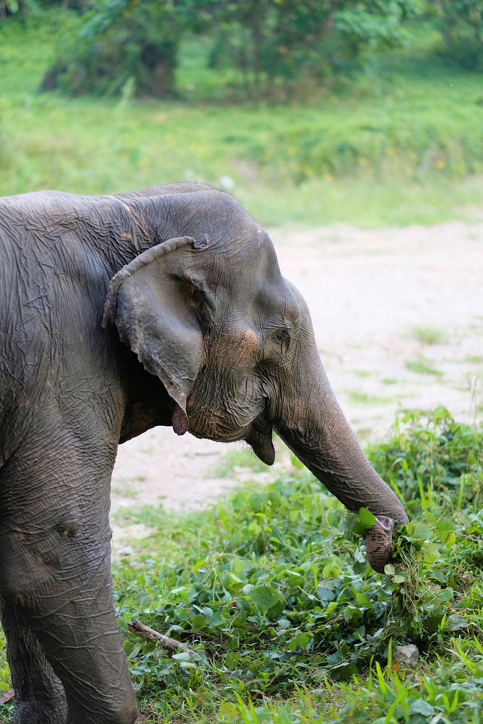 En elefant som spiser planter fra bakken. (AI-generert tekst)