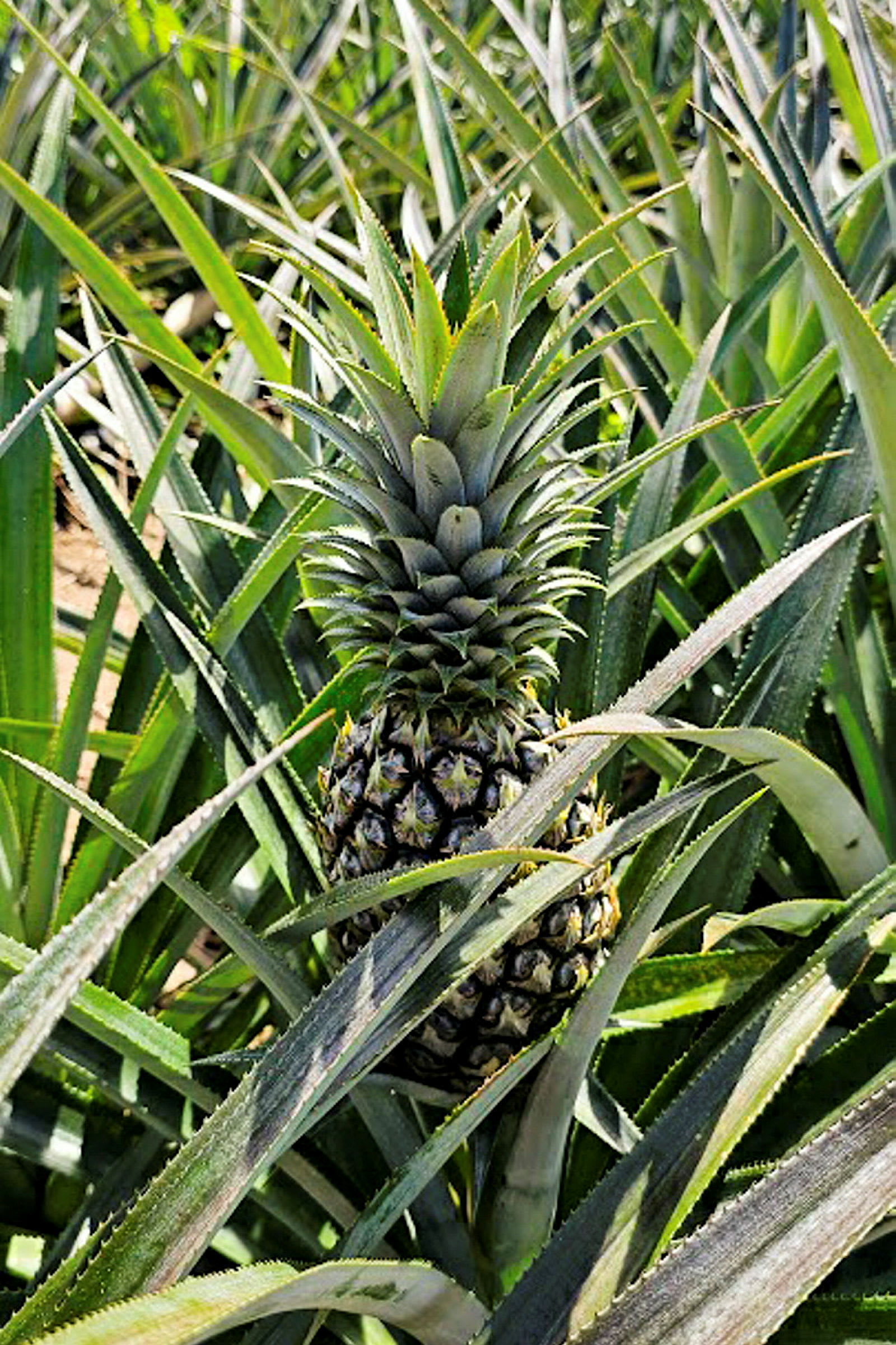 Nærbilde av en moden ananas som vokser blant grønne blader. (AI-generert tekst)