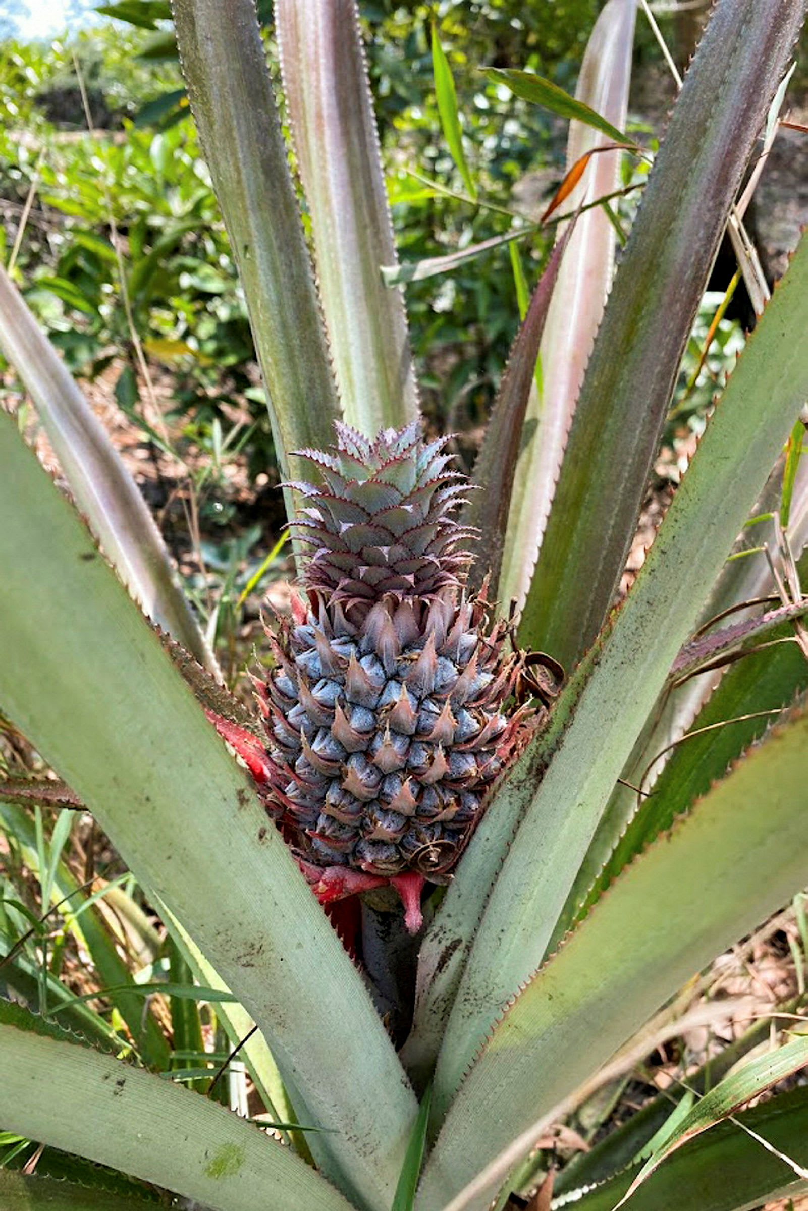 Nærbilde av en voksende ananas i en frodig hage. (AI-generert tekst)