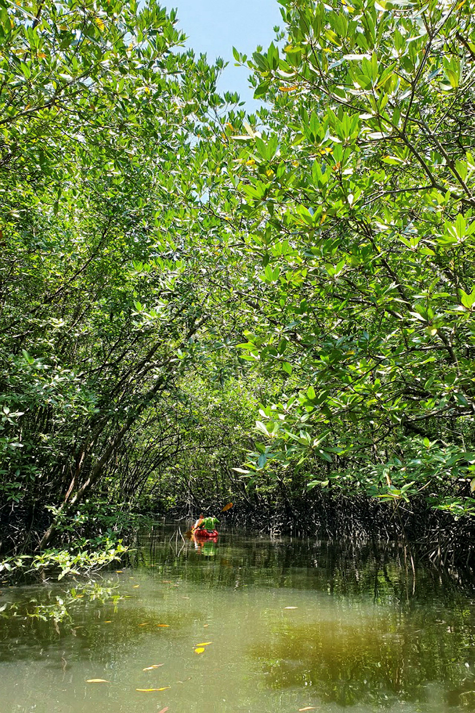 Bildet viser en kajakk som padler gjennom et område med tett mangroveskog og rolig vann. (AI-generert tekst)